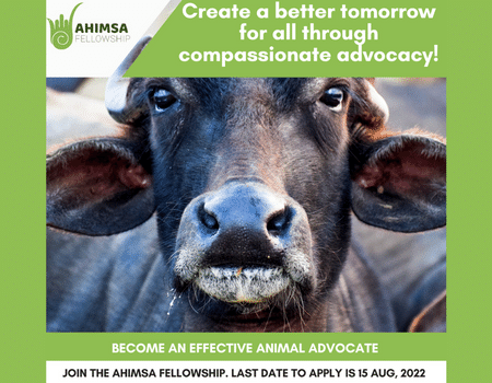 Inviting Applications To India's First Animal Welfare Fellowship – Ahimsa  Fellowship