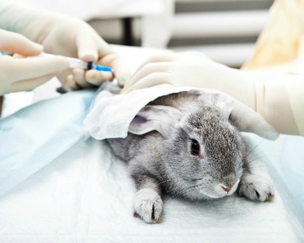 7 Reasons Why Animal Experimentation Is Just. Not. Right.