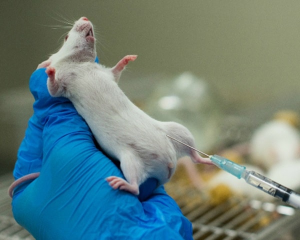 animal testing for bad reasons