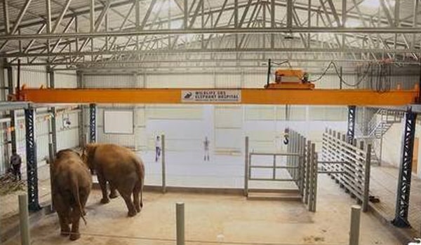 elephant hospital India