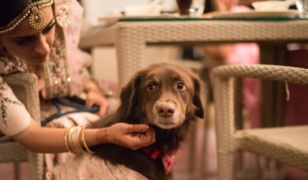 pet-friendly indian wedding
