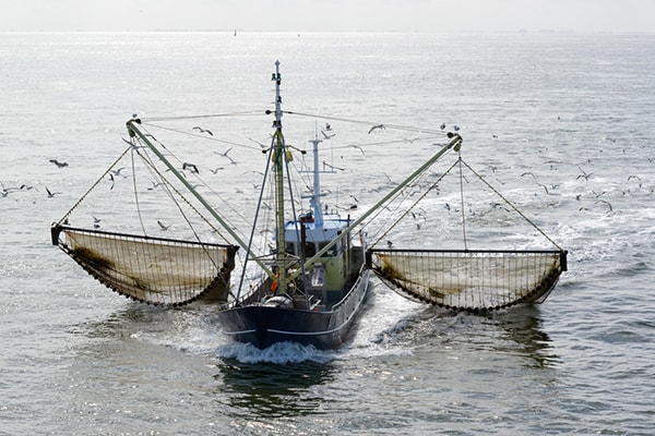 Fish: Fishing and fish farming in aquacultures - ProVeg International
