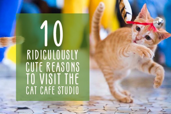 Angry kitty - Picture of Cat Cafe Studio, Mumbai - Tripadvisor