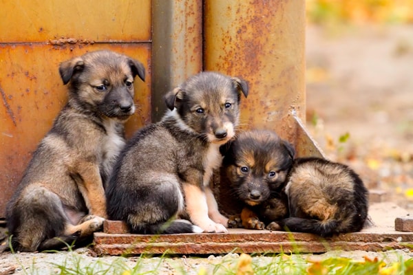 Perfect 7 Step Rescue Regime for Stray Dogs - Veganfirst