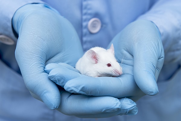 animal testing india