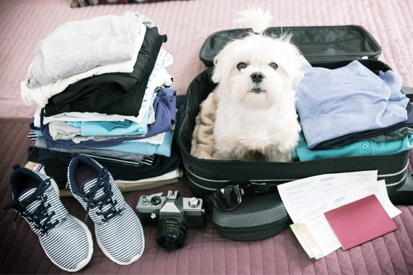 Pet Vacations: The Best Hotels and Stay-Cations for your Pets
