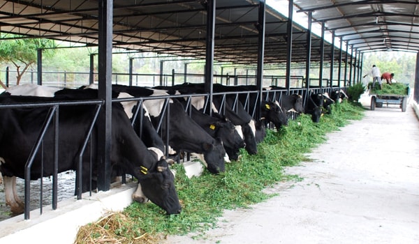 Dairy Farm India