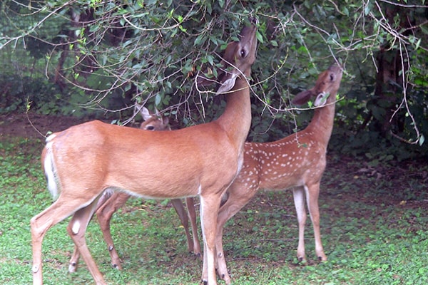 Deer Uttarakhand